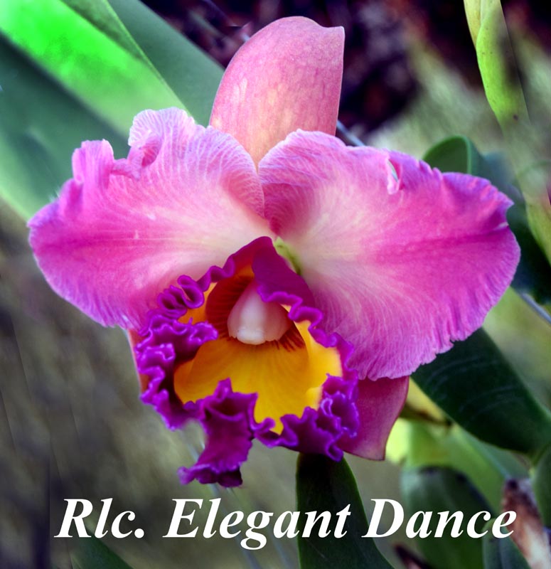 Rlc. Elegant Dancer 4 inch